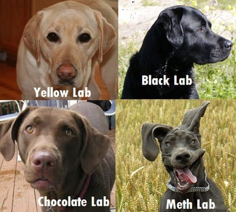 Lab breeds